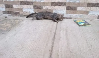 Uno de los gatos envenenados.