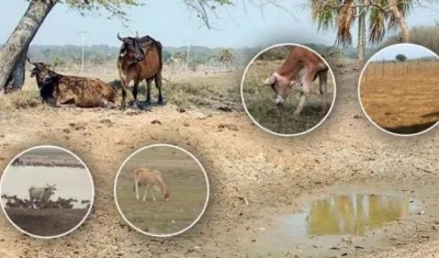 El acopio de leche en el país ha bajado y la tendencia en el sacrificio de ganado también viene disminuyendo.