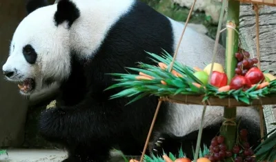 El oso Panda gigante Chuang Chuang disfruta de una tarta de cumpleaños en el zoo de Chiang Mai, al norte de Tailanda.