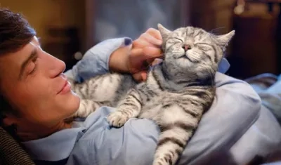 La investigación sugiere que podemos estar subestimando las capacidades sociocognitivas de los gatos.