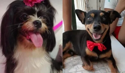 'Chiqui' y 'Junior', mascotas extraviadas.