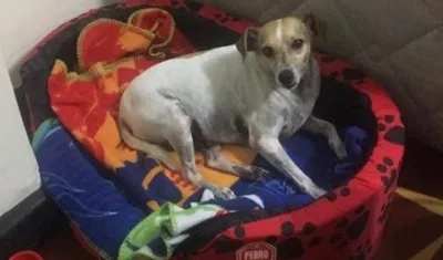 'Toby', perrito extraviado.