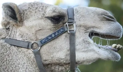 Imagen de un camello en Australia
