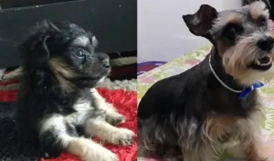 'Bili' y 'Maty', perritos extraviados.