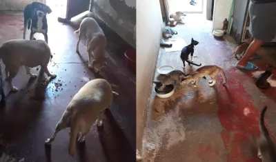 El grupo de perros y gatos.