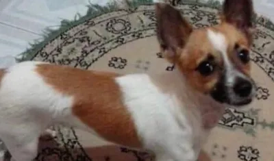 Este es 'Anyelo', el perro extraviado en La Sierrita.