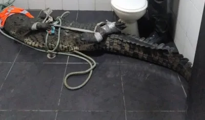 El caimán capturado.