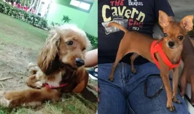 Perritos extraviados.