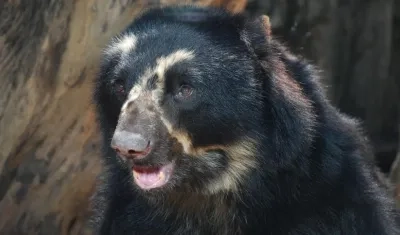 Oso de anteojos habitante del Zoo.