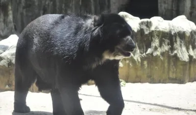 El oso Chucho se queda.