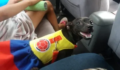 'Tita Valentina', perrita extraviada.