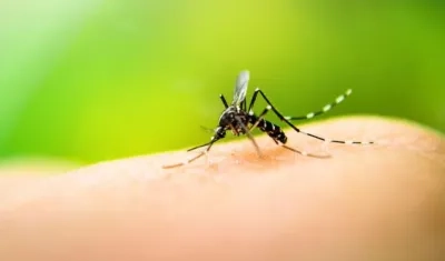 La transmisión del dengue ha aumentado considerablemente en zonas urbanas.