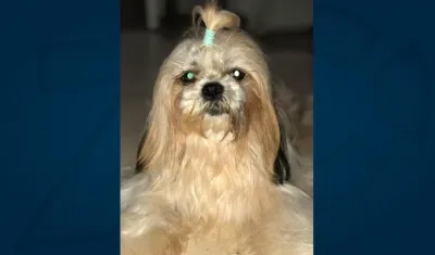 'Kylie', perrita extraviada.