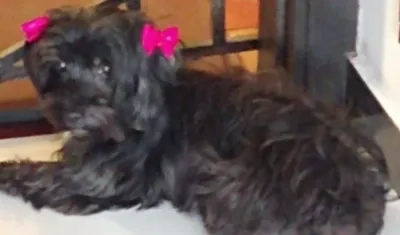 'Kiara', perrita extraviada.