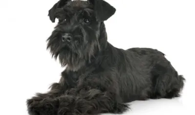 Mascota extraviada en Soledad.