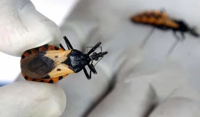 En el mundo hay entre 6 y 7 millones de personas con la enfemedad de Chagas.