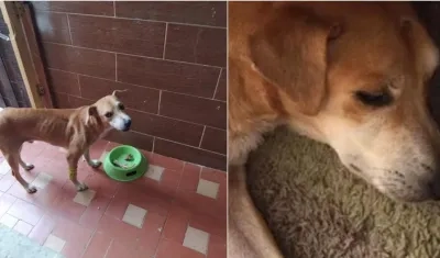 'Mono', la mascota enferma que necesitada de ayuda.