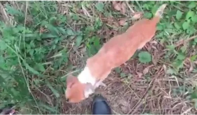 Uno de los perros sedados del Sena en Malambo.