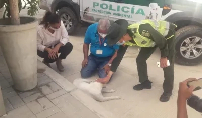 Uno de los perros que fue maltratado apareció con vida este viernes. 
