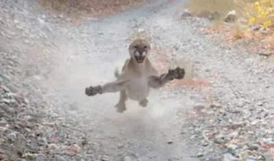 Momento del ataque de la puma. 