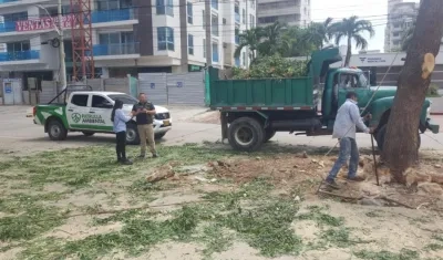 Tala de árboles en el norte de Barranquilla.