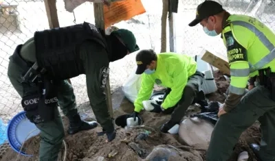 La droga fue hallada enterrada en un criadero de cerdo.