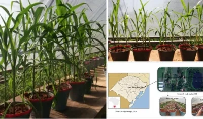 Esta investigación presenta una alternativa sostenible viable que puede remplazar a los fertilizantes solubles, señala la Unicosta.