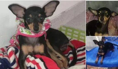 'Mía', mascota extraviada en Soledad.