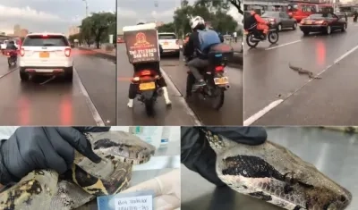 En las fotos la boa que viajó escondida en una camioneta desde Melgar a Bogotá.