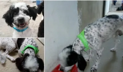 Zeus, mascota extraviada en La Alboraya.