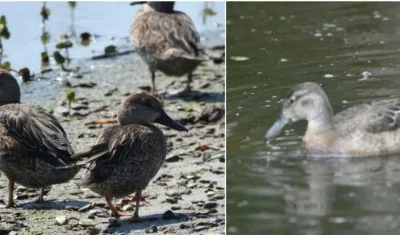 Esta ave también se conoce como pato canadiense.