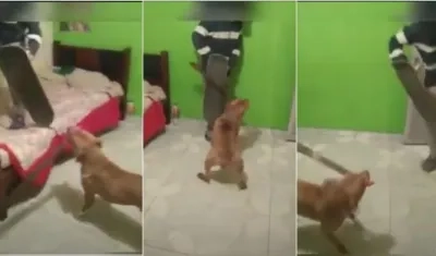 Momentos en que el perro utiliza el machete. 