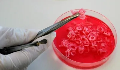 Pequeños anillos de carne siendo analizados.