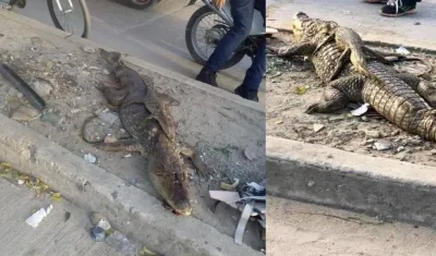 La babilla con su cría muertos. 