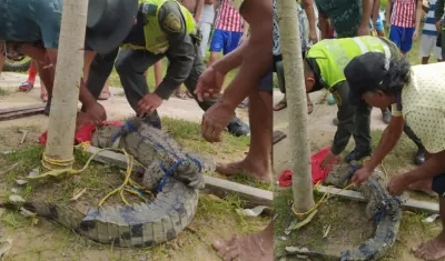 Momento en que fue sacado el caimán del barrio. 