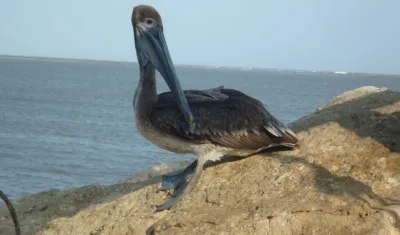 Especialistas enseñarán a los asistentes a reconocer las distintas especies.
