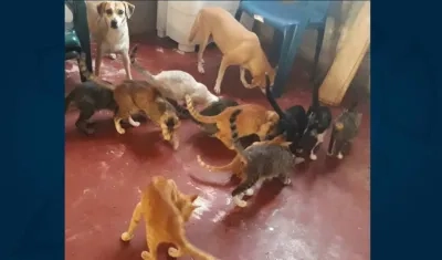 El grupo de animalitos.