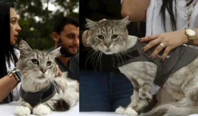 Vista de Romeo, un gato de raza Maine Coon, este viernes durante una rueda de prensa en Medellín.