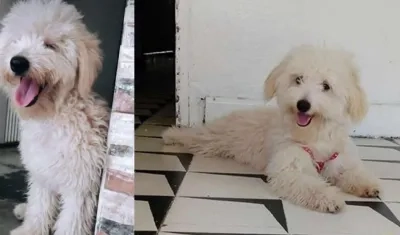 'Mateo', perrito extraviado.