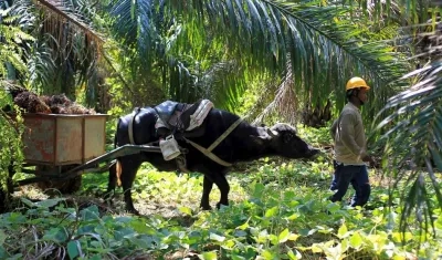 Trabajador de un cultivo de aceite de palma.