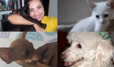 Mascotas extraviadas.