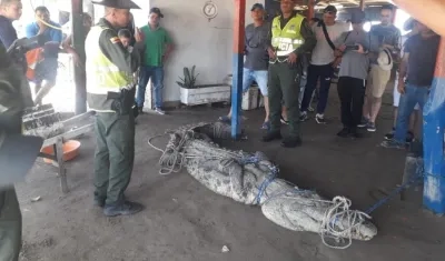 El caimán aguja amarrado.