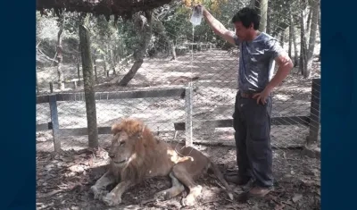 El león 'Júpiter' sometido a hidratación.
