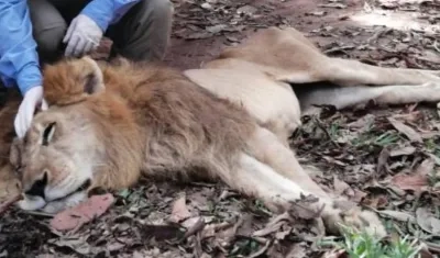 'Júpiter', león en condiciones vulnerables.