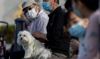 Las mascotas de las casas donde haya coronavirus son puestos en cuarentena.