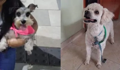Mascotas extraviadas.