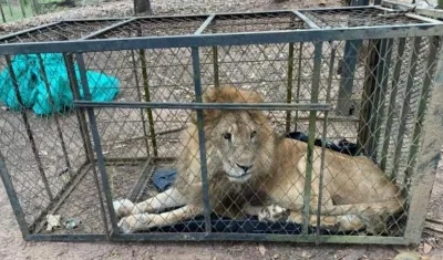 El león 'Júpiter'.