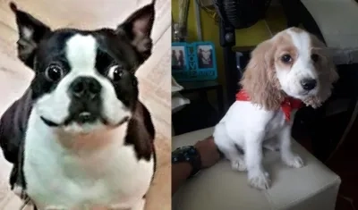 Perritos extraviados.