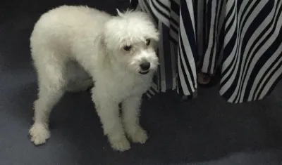 French poodle encontrado en el Centro Comercial Atlántico.