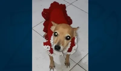'Luna', perrita extraviada.